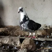 کبوتر ماده جان آردن مسافتی|پرنده|دابودشت, |دیوار