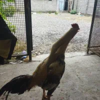 فروش نقدی|حیوانات مزرعه|رودبنه, |دیوار