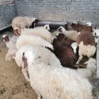 بره نر دوریی|حیوانات مزرعه|ماهیدشت, |دیوار
