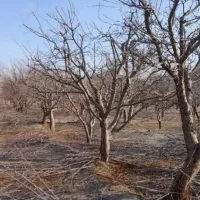 هرس کاری|خدمات باغبانی و درختکاری|ارومیه, |دیوار