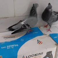 یک جفت سبز ابادانی هشت پر