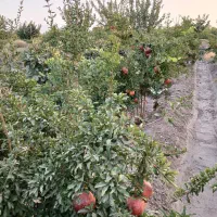 باغ انار|فروش زمین و ملک کلنگی|جعفرآباد, |دیوار
