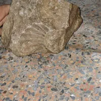 سنگ فسیل