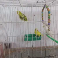 پرنده(مرغ عشق)لطفا توضیحات خوانده شود