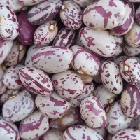 لوبیا چیتی ونخود