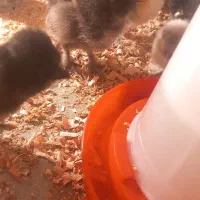 جوجه سلطان اصل
