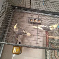 عروس هلندی نژاد سیامون با وسایل