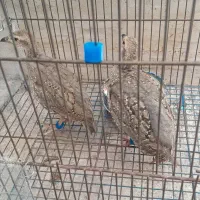 شیش عدد بلدرچین فروشی
