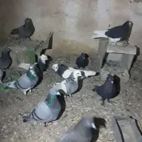 طوقی معاوضه با سبز و زاغ