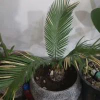 گل چهار عدد|گل و گیاه طبیعی|باسمنج, |دیوار