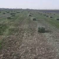 یونجه فروشی