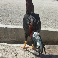 مرغ و خروس لاری