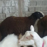 بز سانن میش بره شال|حیوانات مزرعه|کرمانشاه, |دیوار