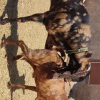 بز پاکستانی چهل خال درجه یک