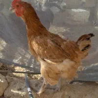 مرغ دیلگونی|حیوانات مزرعه|بهبهان, |دیوار