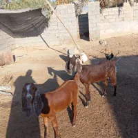 بز نجدی|حیوانات مزرعه|بندر ماهشهر, |دیوار