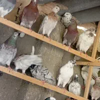 کفتر عطیقه پرشی