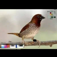فنچ پاکستانی|پرنده|گرگان, |دیوار