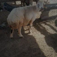 یک عددمیش