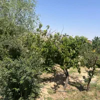 200جریب چاه گلخانه گاوداری باپروانه مرغداری کارخان|فروش دفتر صنعتی، کشاورزی، تجاری|میمه, |دیوار