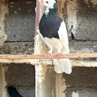 کبوتر طوقی ماده|پرنده|جم, |دیوار