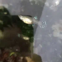 ماهی گوپی ماده|ماهی|مشهد, شهرک مطهری|دیوار