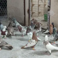 کفتر رنگی لوکس