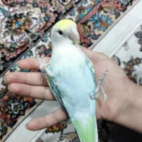 طوطی کوتوله برزیلی رام و دستی|پرنده|بانه, |دیوار