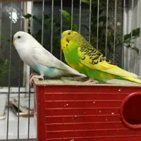 مرغ عشق|پرنده|رضوانشهر, |دیوار