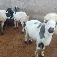 فروش بره نر|حیوانات مزرعه|پاسارگاد, |دیوار