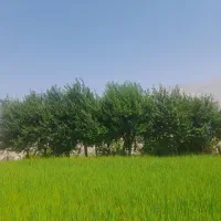 برنج سوسن|خوردنی و آشامیدنی|ایذه, |دیوار