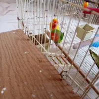 کوتوله برزیلی جفت|پرنده|سبزوار, مدرس|دیوار
