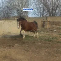اسب|اسب و تجهیزات اسبسواری|بروجرد, |دیوار