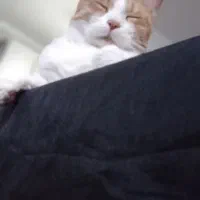 واگذاری موقت گربه|گربه|پرند, فاز ۶|دیوار