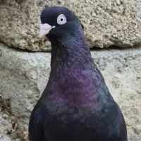 کبوتر|پرنده|بندر ماهشهر, |دیوار