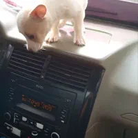 نژاد شیربابا و پامر