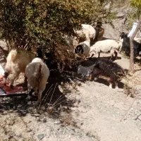گوسفند ماده