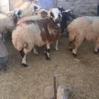 ۱۲عددکاورشیرازی.رابر|حیوانات مزرعه|رابر, |دیوار