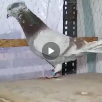 کفتر باخت|حیوانات|تهران, تهرانسر غربی|دیوار