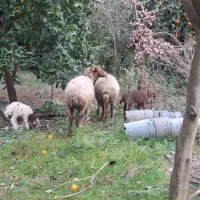 فروش گوسفند با بره