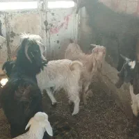 بزقاله سرحال|حیوانات مزرعه|کوهدشت, |دیوار