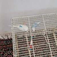 مرغ عشق دستی|پرنده|هیر, |دیوار