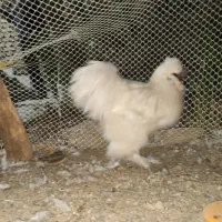 مرغ و خروس مولد ابریشمی نژاد دار|حیوانات مزرعه|تهران, قیام|دیوار