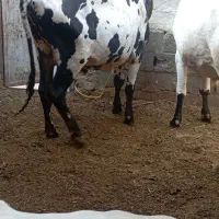 گاو|حیوانات مزرعه|بم, |دیوار