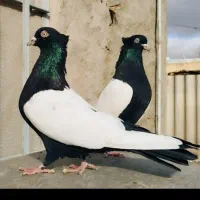 فروش دوتا سینه ای نر