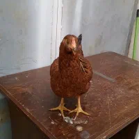 مرغ و خروس خانه گی|حیوانات مزرعه|مشهد, انصار|دیوار