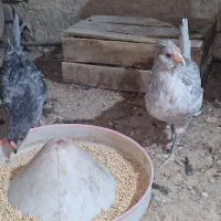 یک جفت نیمچه گلین طوسی