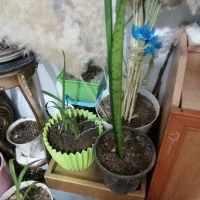 گل اپارتمانی|گل و گیاه طبیعی|چهاردانگه (تهران), |دیوار