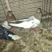 سینه‌ای|پرنده|تفت, |دیوار