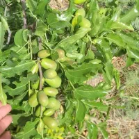 نهال عناب ارمنی،گلابی پیوندی ۲ ساله